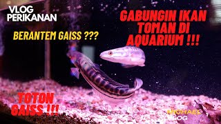 IKAN TOMAN DI GABUNG DALAM SATU AQUARIUM !!! AUTO BERANTEM !!!