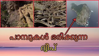 പാമ്പുകൾ ഭരിക്കുന്ന ദ്വീപ് 😱 [SNAKE ISLAND]  [Ndz facts]