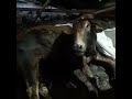 patirams taltola broken legs bull get a new life by maneka gandhi ji u0026 dhyan foundation goushala