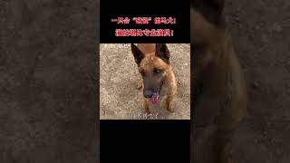 一只会“碰瓷”的马犬，演技堪比专业演员，撒泼耍赖胜过老太太！#马犬 #狗成精了 #戏精狗 #狗子的迷惑行为