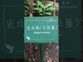 2023.06.07開花植物 火炬薑（瓷玫瑰）薑科