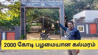 தேசிய கல்மரம்|stone tree|make my tour vibe