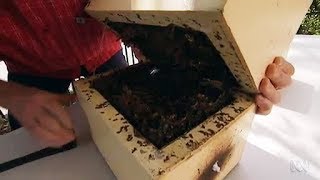 Splitting an Australian Native Stingless Bee Hive