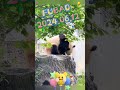 🐼FUBAO2024.06.12 #panda #cute #fubao #animals #pets #funny #love #happy