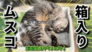 【2/3】月曜日もマイペースな農家ネコたち🐈‍⬛🐈【農園生活ダイジェスト】