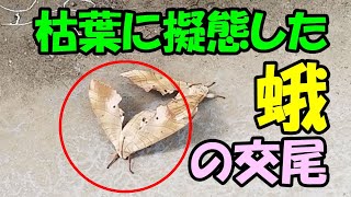 【閲覧注意】枯葉に擬態した蛾の交尾の様子をとらえた映像