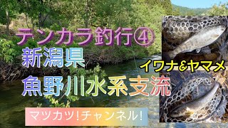 新潟県魚野川水系支流テンカラ釣行!