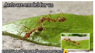 ഉറുമ്പുകൾ നമുക്ക് മാതൃകയാണ്🤗 | Ants are also model for us | Czns vlog💕