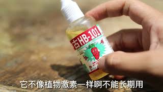 花快养死了怎么办？园艺师教你，使用HB101，让植物焕发生机