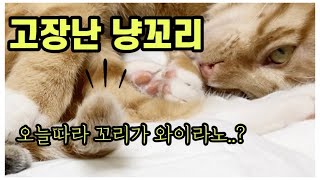 이건 마치 휴일날 피곤에 쩐 아빠가 딸이랑 놀아주는 흔한 모습아닌가 | 고양이의 꼬리는 살아있다ㅣ고장난 냥꼬리