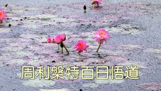 周利槃特百日悟道    ~云上 著  《佛法在世间》   [唯佛宗世界人乘佛教]