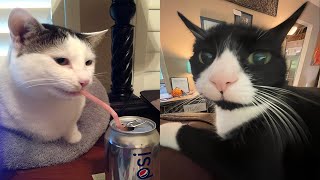 Try Not To Laugh Cats And Dogs Videos 😁 - Best Funniest Animals Video 2024 #11