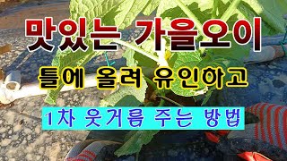 [텃밭농부 1,653]  맛있는 가을오이. 참외 재배 틀에 올려서 유인하고 1차 웃거름 주는 방법. #가을오이재배 #오이재배