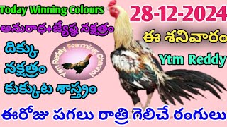 28 December 2024 Today Winning Colours//Ytm Reddy Farming Channel//Kukkuta Sastram