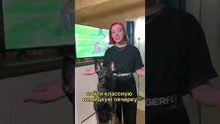 Ответила на самый часто задаваемый вопрос #малинуа #собака