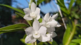 LAN HOÀNG THẢO THẬP HOA ĐỘT BIẾN |  Dendrobium aduncum