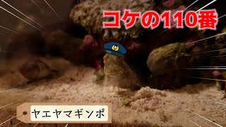 【海水アクアリウム】ヤエヤマギンポを飼う前に見てください