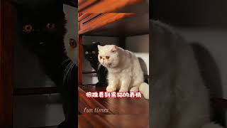 猫咪的默契，我是你的复制品，或者影子！ #cat #貓咪 #cute #搞笑配音 #pets #funny #猫咪 #shorts