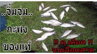 #ตกกะพงบุฟเฟ่ต์ #ตกกะพงอีสาน #บ่อตกกะพงอีสาน #บ่อกะพงชมทุ่ง