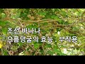 조선바나나 으름덩굴의 효능 부작용