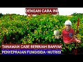 DENGAN CARA INI TANAMAN CABAI BERBUAH BANYAK || PEMYEPRAIAN FUNGISIDA PLUS NUTRISI