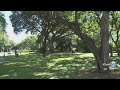 Punahou students raise awareness for trees in Hawaii