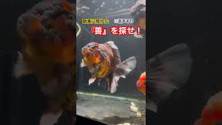 #善さん #金魚 #らんちゅう #youtubeshorts #goldfish #善金魚 #youtube  動画に隠れた『善』を探してInstagramのDMに送ってね！