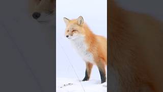 Sakhalin fox....!🦊😍 #shorts #fox