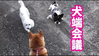 柴犬サブ【犬端会議 】みやこ寿司　トラ猫ゆき　多賀の里　愛知　常滑　ランチ　子連れOK　多賀神社