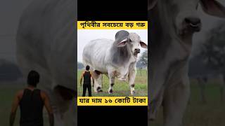 পৃথিবীর সবচেয়ে বড় গরু এটা। #shorts