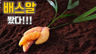 수천마리의 배스를 먹어 봤습니다.