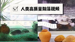 龟缸除藻的过程，怎一个爽字了得。看着干净的龟缸，心情也很愉悦！