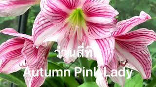 Favorite Amaryllis ว่านสี่ทิศที่คนชื่นชอบ Ep.2 #AutumnPinkLady