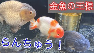 飼えない！？難しい！？金魚の王様の意外な事実