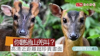 福山植物園羌王、羌妃「深情對唱」 宛如唱起山羌版情歌（影片擷取自劉一新臉書）