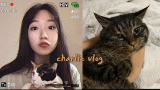 vlog, 고양이 가득.랜선이모삼촌 웰컴브이로그