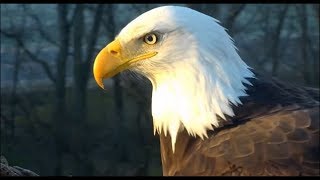 Decorah Eagles- UME 2 Close Ups On The Nest