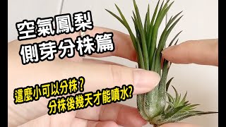 「植物紀錄」空氣鳳梨側芽分株篇｜福果品種｜不用土壤就能活的神奇植物！