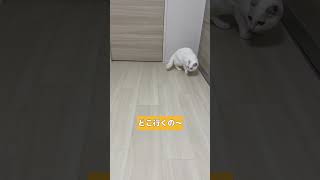 モケケチャレンジ(364日目)#shorts #猫