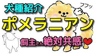 【犬 ポメラニアン】子犬の選び方!飼主さんは絶対共感するポメラニアンの犬種特徴！