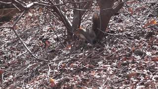 Foraging- Eastern gray squirrel (2)