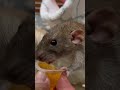 おやつの時間は大戦争🔥 ペット fancyrat rat ra ファンシーラット エキゾチックアニマル ハムスター ねずみ 可愛い