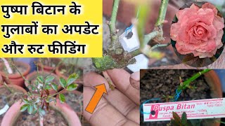 पुष्पा बिटान रोजरी के पौधों का पहला रुट फीडिंग 🌹Puspa Bitan Rosery Plants Update And Root Feeding🌹