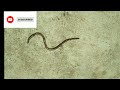 ರೈತನ ಮಿತ್ರ ಎರೆಹುಳು earthworm