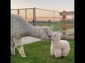 Llama meets stuffed animal #shorts