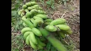 කාබනික වගාවෙන් අතමිට සරු කර ගනිමු Organic Farming technique to success