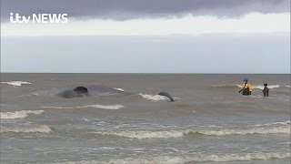 Live sperm whale stranded on Norfolk beach