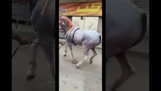 الحصان المستشار حته ادب عالماشي😉 #خيل #السمان #arabianhorse