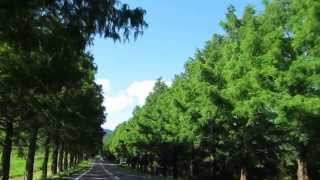 メタセコイヤ並木（滋賀県高島町）It drives a metasequoia row of trees.