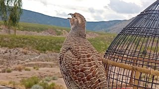 Desi teetar awaaz gray francolin voice tetar sounds